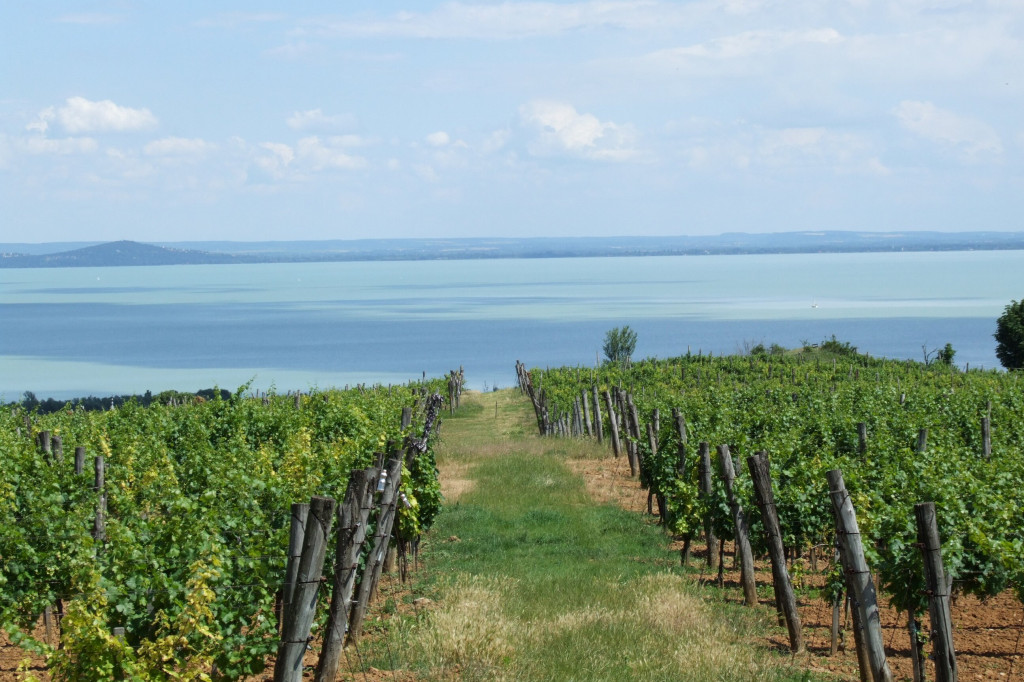 Balaton-felvidéki Borvidék